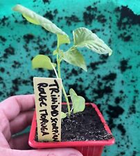 Plants trinidad scorpion d'occasion  Aubenas