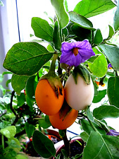 Gelbes eierbaum aubergine gebraucht kaufen  Muldestausee