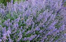 Pack nepeta faassenii for sale  Shipping to Ireland