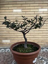 Pre bonsai usato  Roma