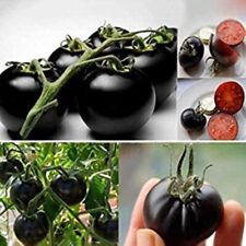 Semi pomodoro black usato  Italia