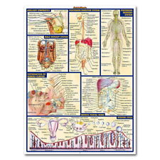 Usado, 82919 Human Anatomy Body Map Wall Print Poster Plakat comprar usado  Enviando para Brazil