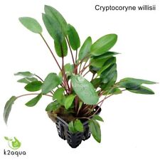 Cryptocoryne willisii live for sale  HOUNSLOW