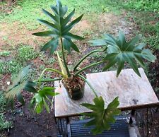 Philodendron radiatum plant for sale  Hollywood