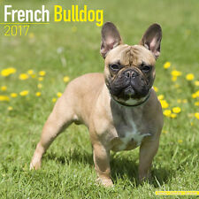 Calendrier 2017 bouledogue d'occasion  Troyes