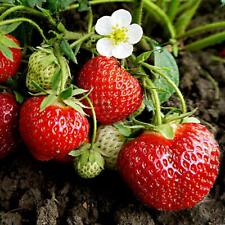 Strawberry sweet sensation for sale  IPSWICH