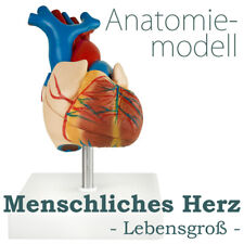 Anatomie modell herz gebraucht kaufen  Schwalmstadt