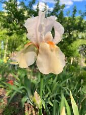 Beautiful iris peachy for sale  Roanoke