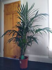 Kentia indoor palm for sale  DEAL