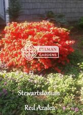 Stewartstonian red azalea for sale  Sheridan