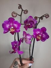 Phalaenopsis rchidee flashdanc gebraucht kaufen  Wöllstadt