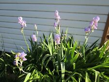 Bearded iris mix for sale  Mountain Home