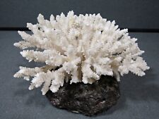 White branch coral for sale  Austin