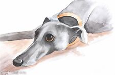 Greyhound whippet lurcher for sale  RIPON