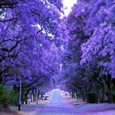 Jacaranda mimosifolia - Jacaranda mimoso - 10 do 1000 nasion na sprzedaż  Wysyłka do Poland