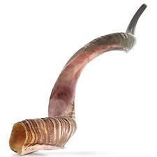 Kudu shofar authentic for sale  USA