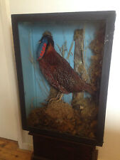 Victorian taxidermy temminck for sale  BETWS-Y-COED