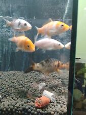 Koi fry japanese for sale  SALFORD