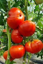 Tomatensamen sorte puszta gebraucht kaufen  Beilngries