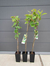 Kiwi pflanze actinidia gebraucht kaufen  Wuppertal