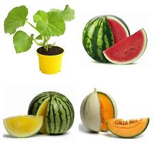 Melonen pflanzen wassermelone gebraucht kaufen  Bützow