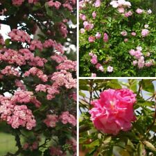 Rosier banks rosea d'occasion  Luzech