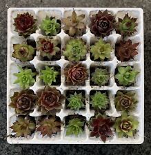 Sempervivum hauswurz ableger gebraucht kaufen  Kleve