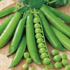 Pea Meteor Seeds x 350 - Over Winter Vegetable - Very Hardy, used for sale  PEEBLES