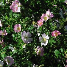 Hedge dog rose for sale  IPSWICH