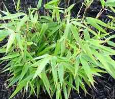 Fast growing bamboo for sale  KING'S LYNN