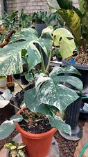 Monstera Holland Marble Variegated best characte - Aroid Variegated - Plant Gift, used for sale  Shipping to South Africa