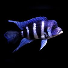 Frontosa cichlid for sale  PAISLEY