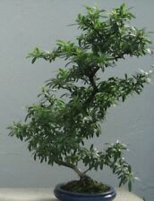 Samen bonsai samen gebraucht kaufen  Calw