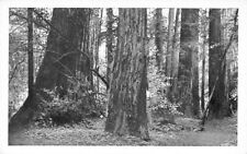 Postcard redwoods muir for sale  Bourbonnais