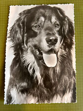 Postkarte hund hovawart gebraucht kaufen  Köln
