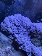 Marine coral plants for sale  STOKE-ON-TRENT