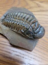 Crotalocephalina trilobite dev for sale  SAFFRON WALDEN