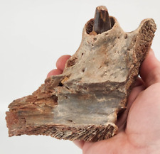 Cretaceous crocodilian jaw for sale  Rockledge