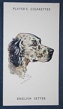 English setter vintage for sale  Shipping to Ireland