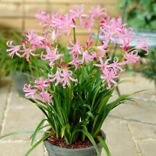 Nerine bowdenii pink for sale  DONCASTER