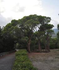 Pinus pinea italian for sale  San Francisco