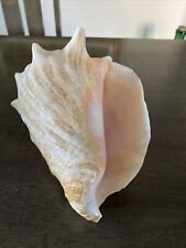 Queen conch sea for sale  Goodyear