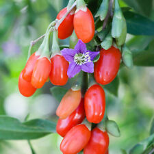 Goji berry lycium for sale  BURTON-ON-TRENT