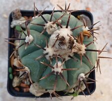 Used, Echinocactus horizonthalonius, Ariocarpus, Pelecyphora, Mammillaria, Euphorbia for sale  Shipping to South Africa