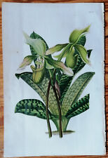 Orchid Cypripedium javanicum - Van Houtte Flore de Serres Original Print - 1852 for sale  Shipping to South Africa