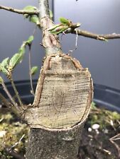 Large hornbeam bonsai for sale  LIVERPOOL