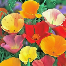 1000 california poppy for sale  Greenville