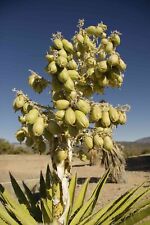Yucca baccata edible usato  Quartu Sant Elena