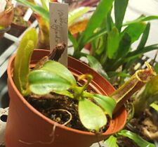 Nepenthes veitchii 10cm gebraucht kaufen  Zittau