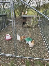6 x RARE Chamois Pencilled Friesian Fowl hatching eggs, used for sale  MAIDSTONE